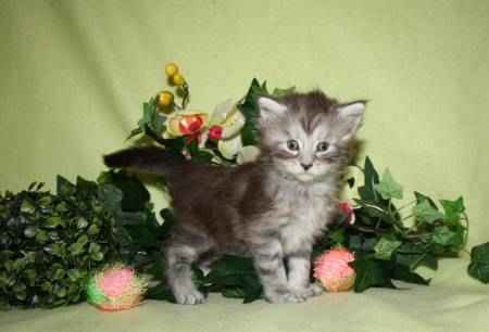 2 bébés maine coon cherchent famille d,acceuille urgent