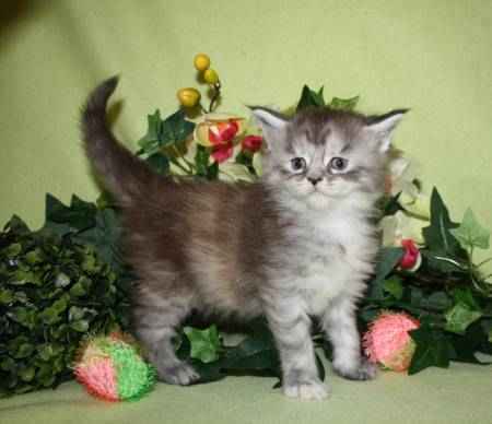 2 bébés maine coon cherchent famille d,acceuille urgent