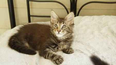 2 bébés maine coon cherchent famille d,acceuille urgent
