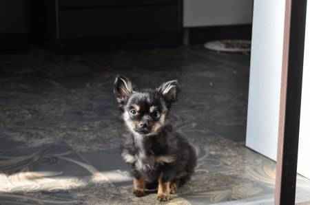 Chiots chihuahua a poils long disponible de suite urgent