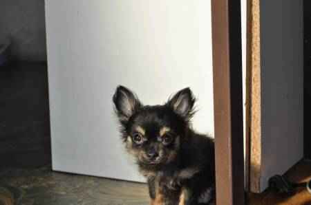 Chiots chihuahua a poils long disponible de suite urgent