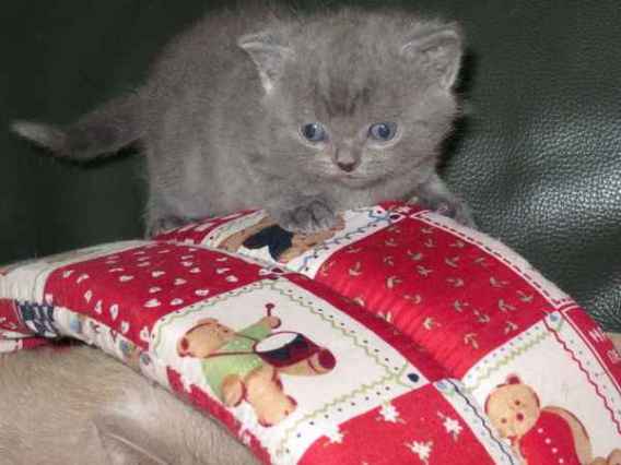 Ravissant bebe british shorthair a donner contre amour