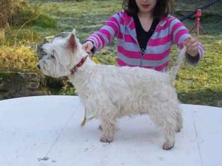Chiots westie a donner contre grand soin