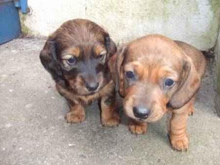 Superbes chiots teckels a donner pour adoption