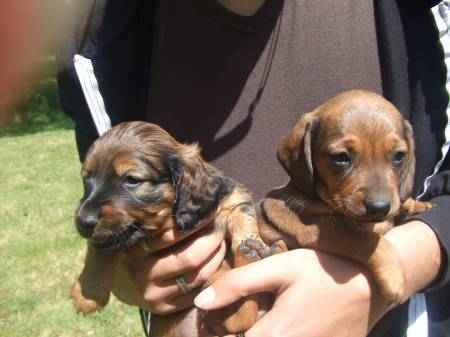 Superbes chiots teckels a donner pour adoption