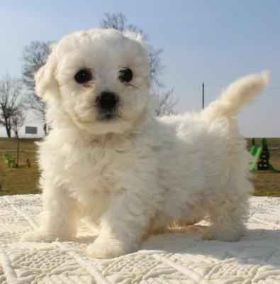 Bichons frisés  non lof