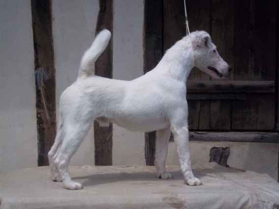 Chien fox terrier poil lisse fairplay du gai tourtel