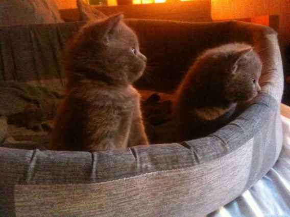 A reserver 2 jolies chatons chartreux