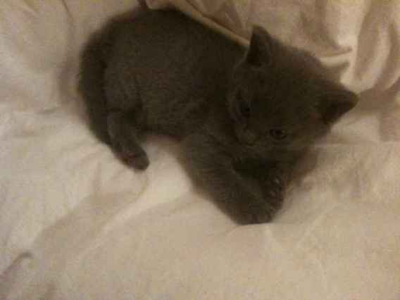 A reserver 2 jolies chatons chartreux