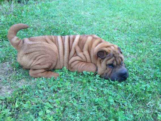 Hey jude - magnifique sharpei de 5 mois