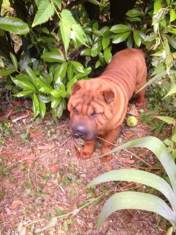 Hey jude - magnifique sharpei de 5 mois