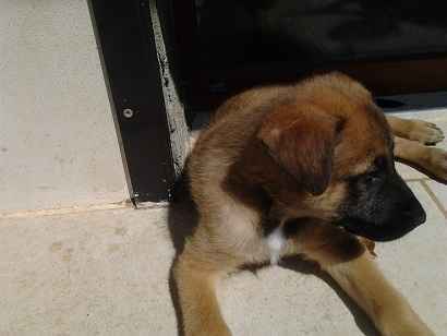Malinois male 2 mois pure race