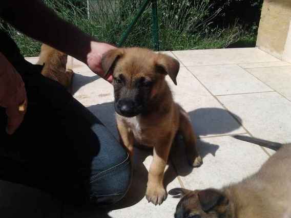 Malinois male 2 mois pure race
