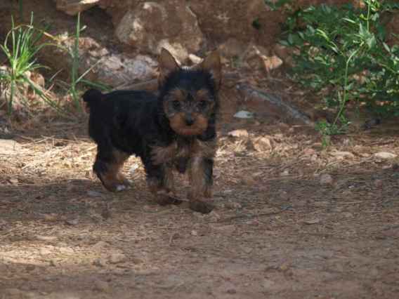 Disponible de suite chiots yorkshire