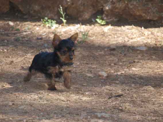 Disponible de suite chiots yorkshire