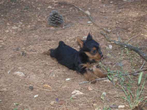 Disponible de suite chiots yorkshire