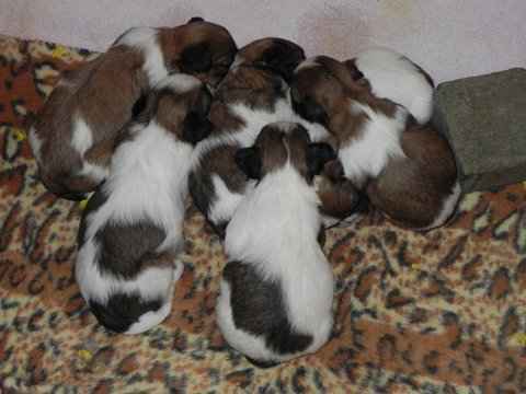 Magnifiques chiots shih tzu pure race