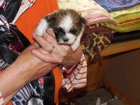 Magnifiques chiots shih tzu pure race