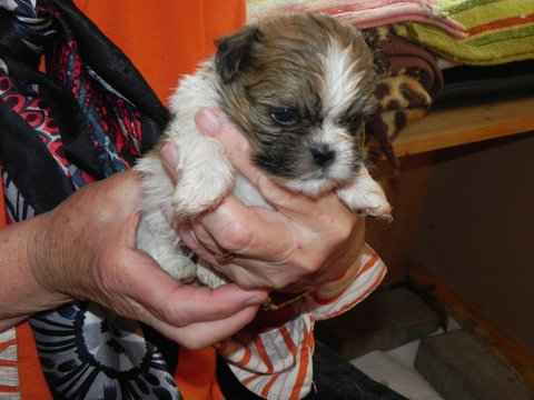 Magnifiques chiots shih tzu pure race