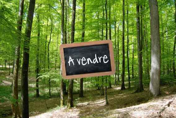 Location de foret
