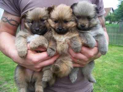 3 chiots spitz allemand non lof