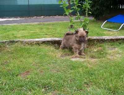 3 chiots spitz allemand non lof