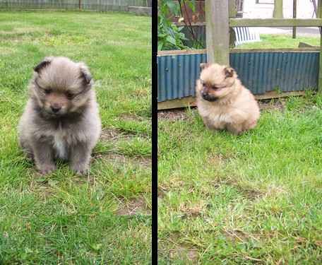 3 chiots spitz allemand non lof