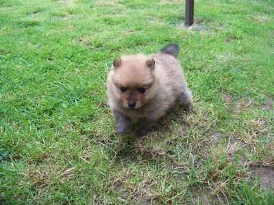 1 chiot spitz allemand non lof
