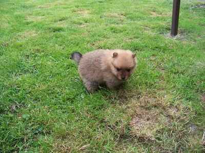 1 chiot spitz allemand non lof