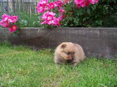 1 chiot spitz allemand non lof