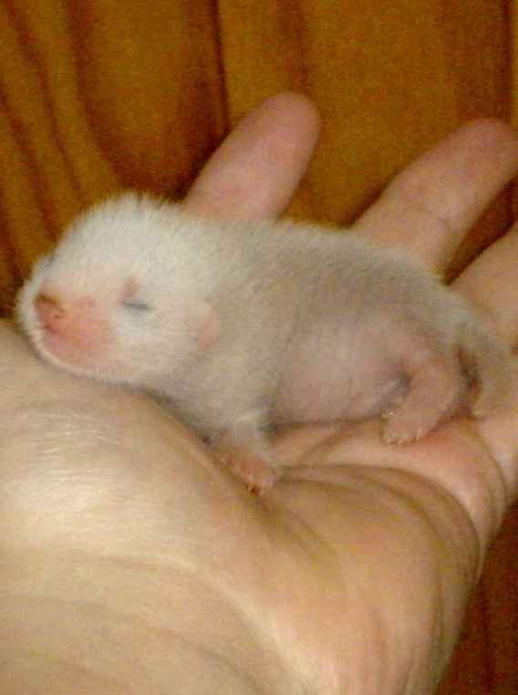 Furetons semi angoras