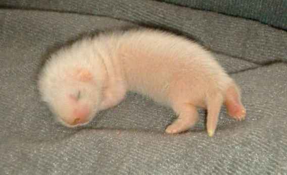 Furetons semi angoras