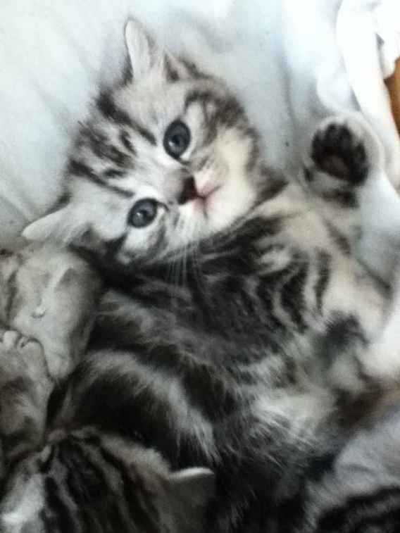 British shorthair silver tabby chatons