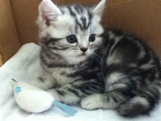 British shorthair silver tabby chatons
