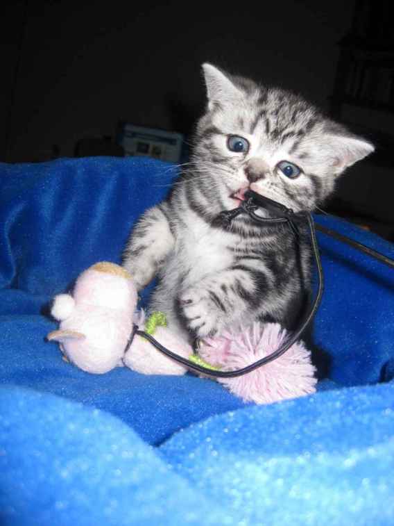 British shorthair silver tabby chatons