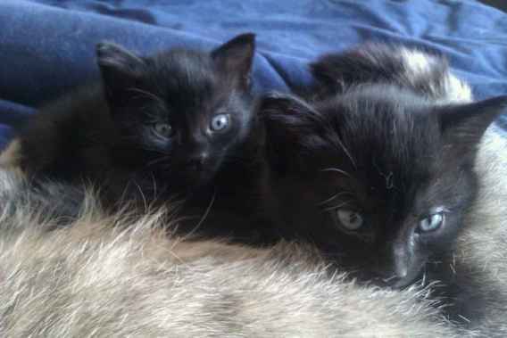 Donne deux chatons femelles