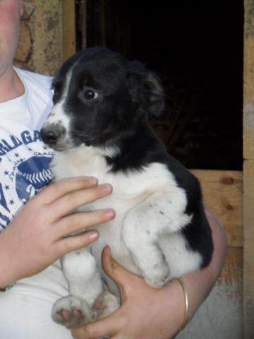 CHIOTS TYPE BORDER COLLIE