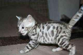 A donner chaton tigré bengal urgemment