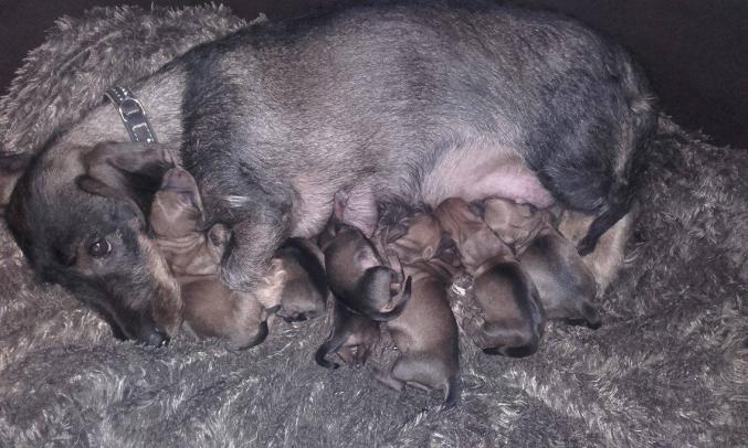 Chiot teckel sanglier