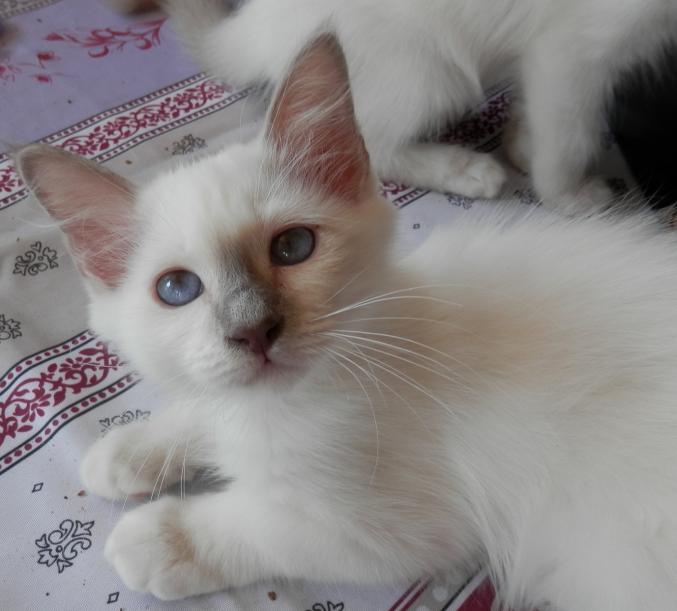 Chatons birmans LOOF