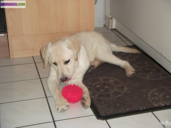 Chiot labrador