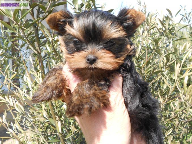 Superbe femelle yorkshire miniature LOF miniature