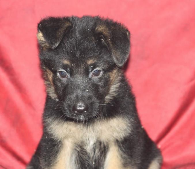 A donner chiot type berger allemand femelle