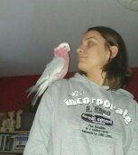 PERROQUET CACATOES ROSALBIN