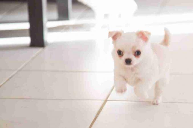 Adorable chiot Chihuahua à donner