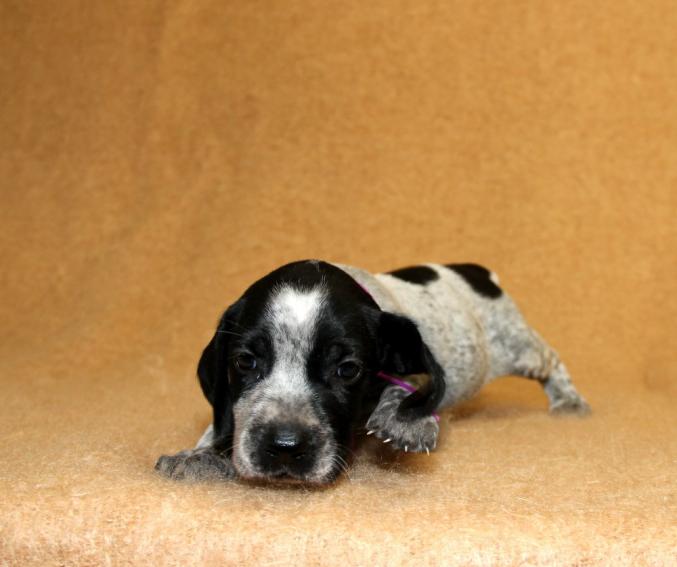 Chiots braques d’Auvergne LOF à réserver