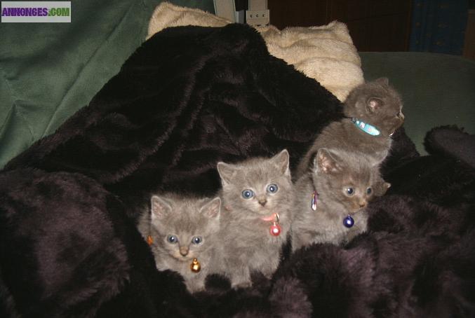 Chatons Chartreux LOOF