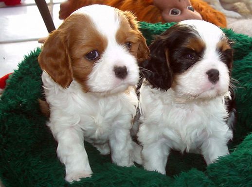 Donne Magnifique Chiot Cavalier King Charles 