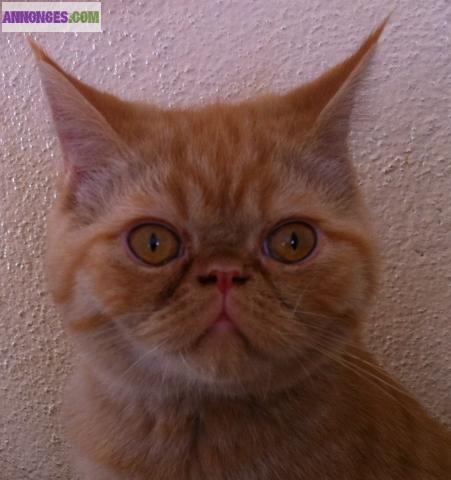 Chat type exotic shortair