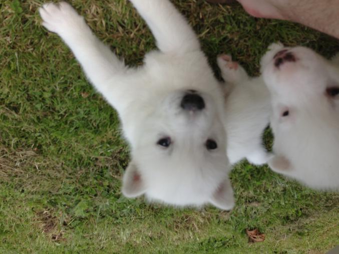 Chiots blanc type husky de Sibérie 